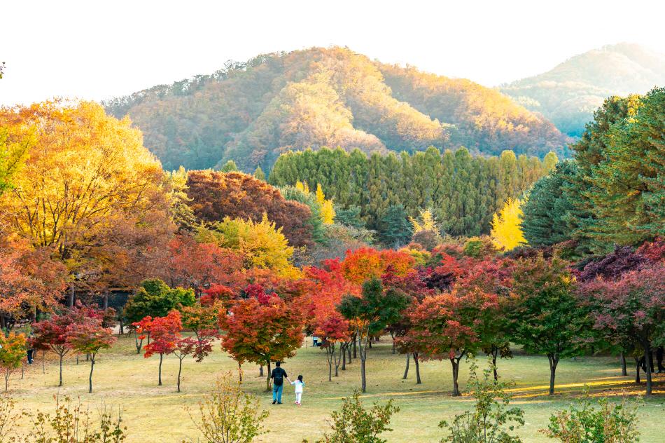 남이섬 풍경