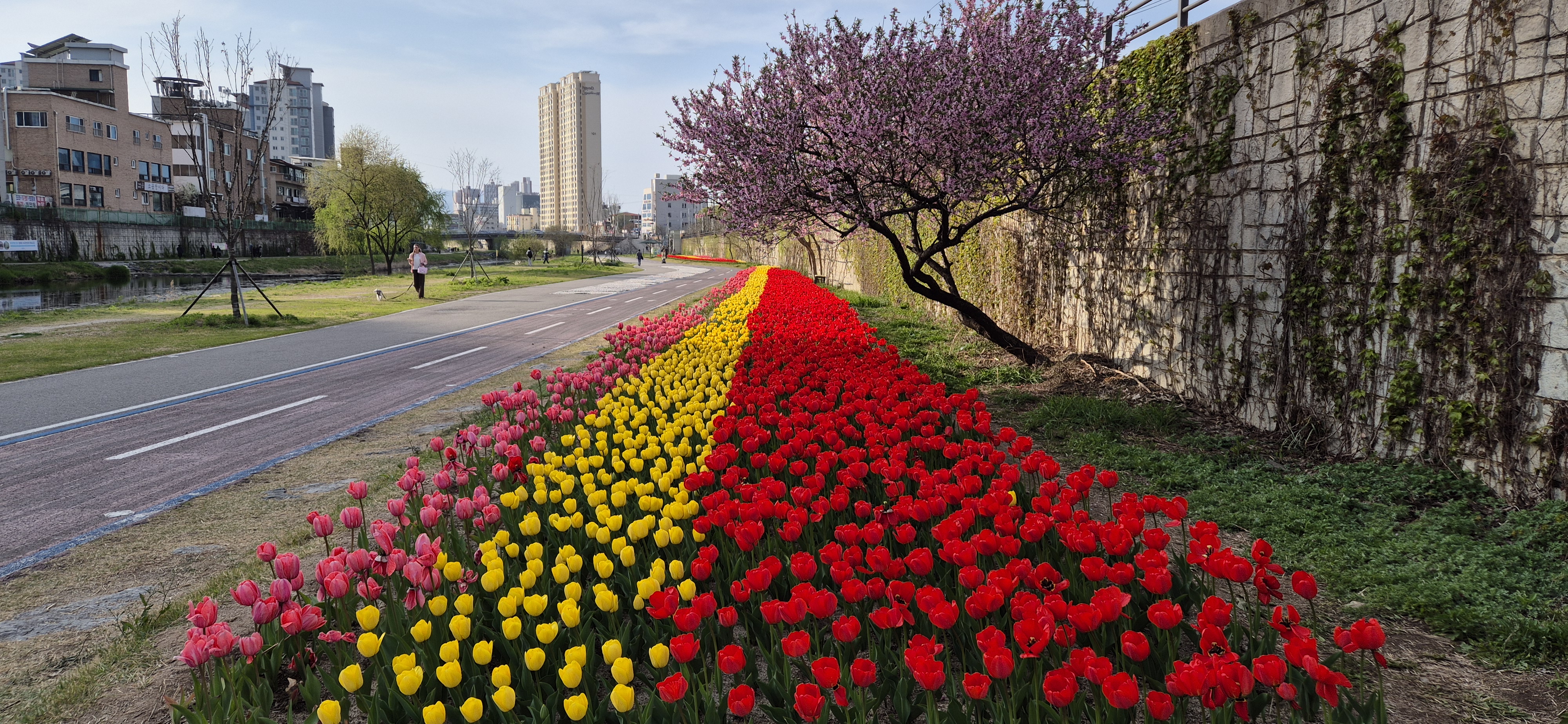 석사동 하천변 산책로 튤립 식재