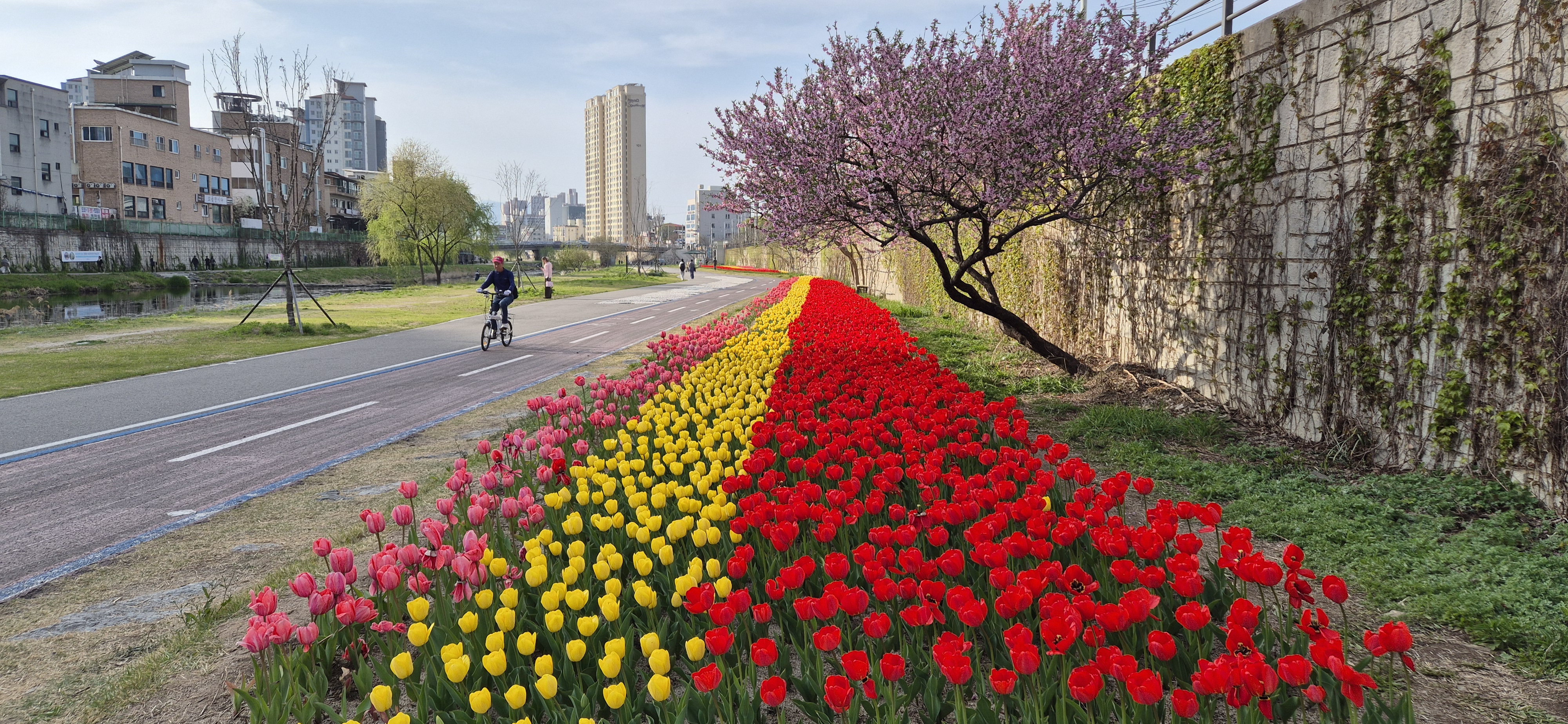 석사동 하천변 산책로 튤립 식재