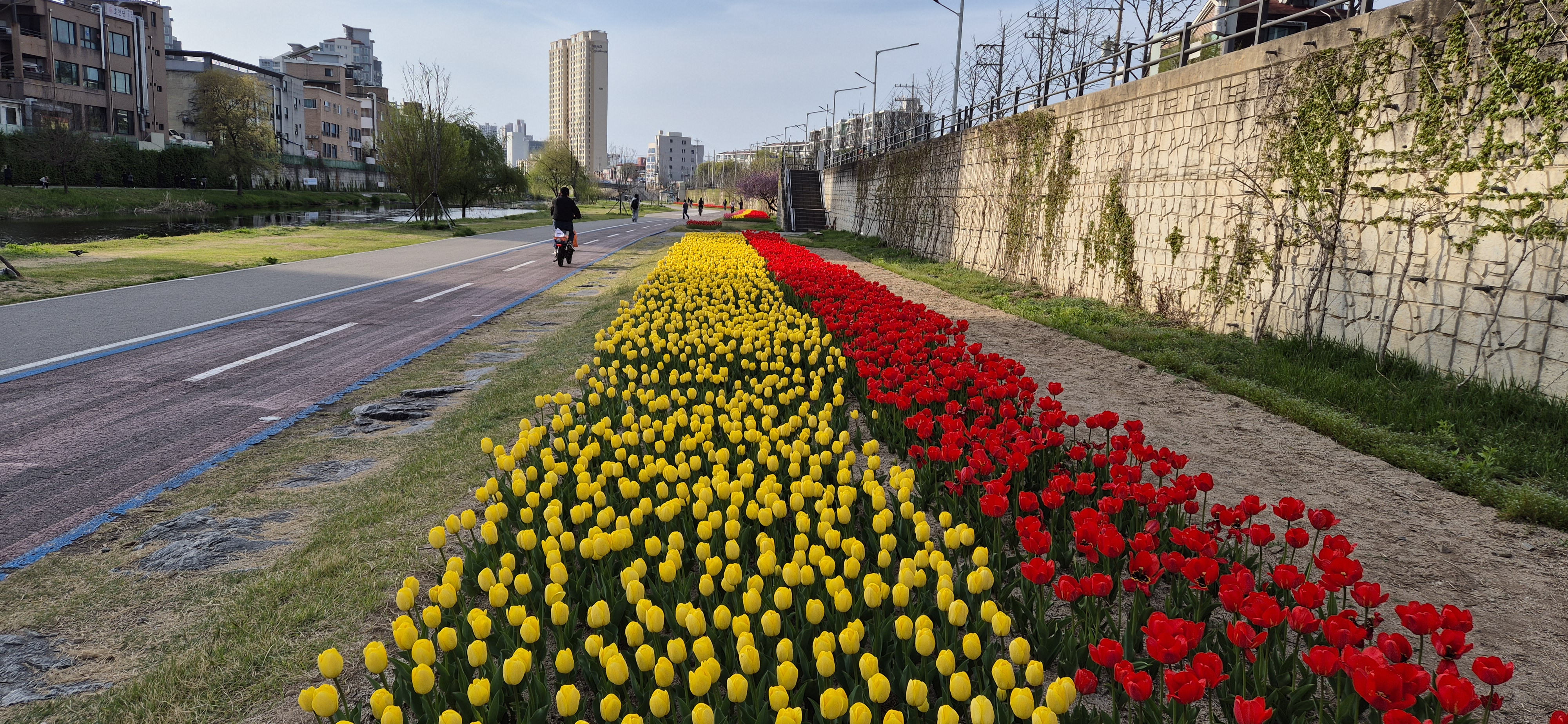 석사동 하천변 산책로 튤립 식재