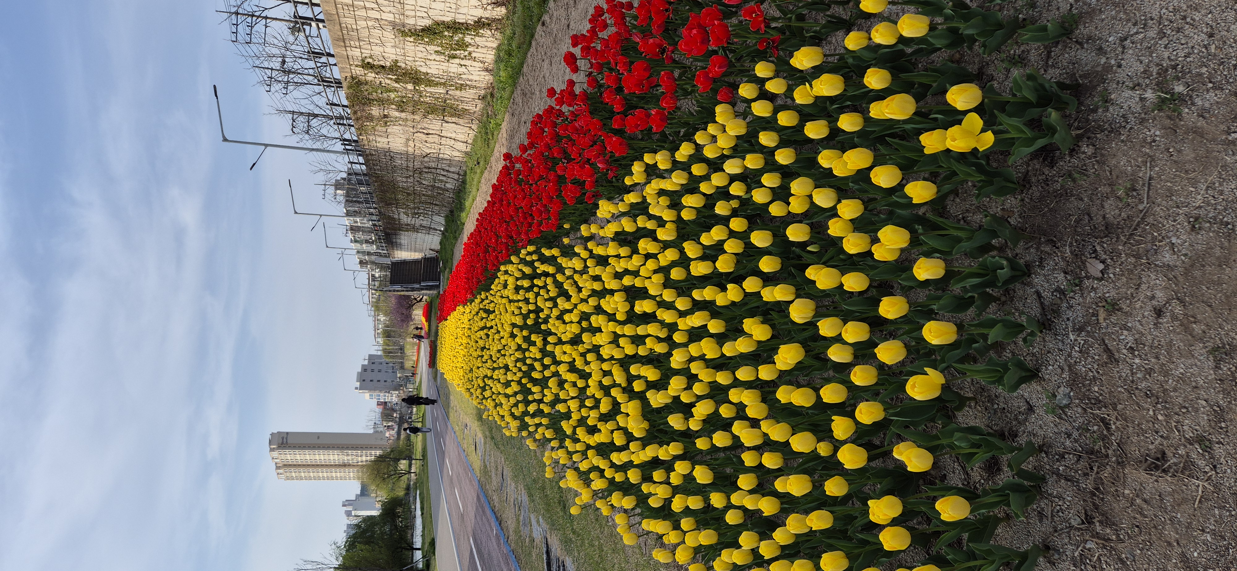 석사동 하천변 산책로 튤립 식재